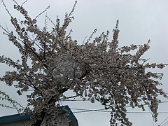 RIMG0173
