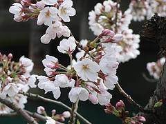 RIMG0318