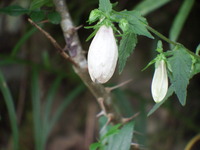 DSCF7636