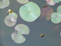 RIMG0244