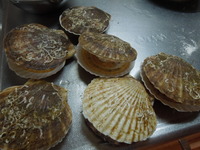 DSCN2341