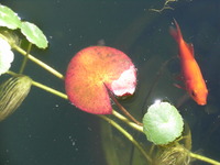 RIMG0711