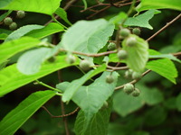 DSCF7642