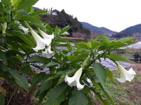 20151125_080829
