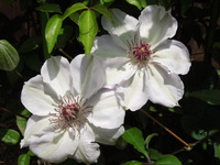 DSCN8784
