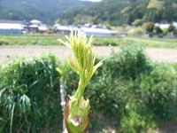 RIMG0073