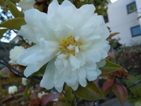 DSCN0082