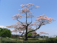 RIMG0061