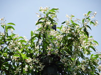 DSCF7603