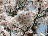DSCF1136