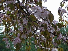 RIMG0148