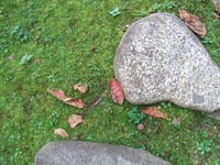 RIMG0691