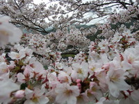 DSCF0948