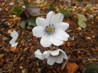 DSCN0519