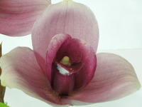 DSCN4696