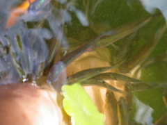 IMGP3947