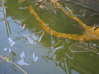 DSCN2411