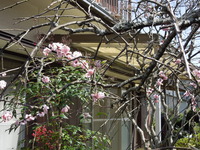 DSCN6161