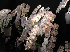 RIMG0334