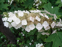 RIMG0478