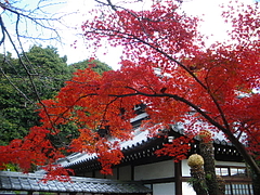 IMGP1235