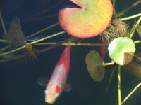 RIMG0728
