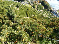 DSCF3322