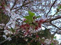 RIMG0725