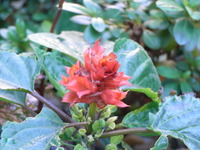 RIMG0026