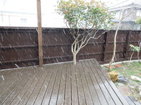 DSCN4219