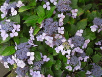 DSCN9494