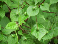 DSCF7641