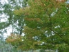 RIMG0271