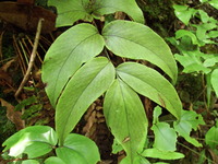 DSCF7483