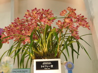 DSCN4667