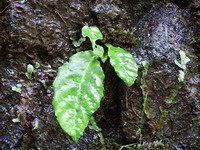 DSCF7570