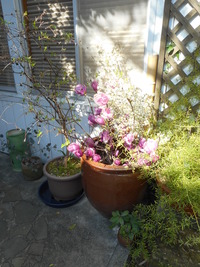 DSCN0782