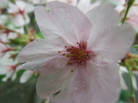 DSCF0961