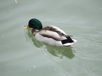 DSCF1020