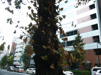 RIMG0970