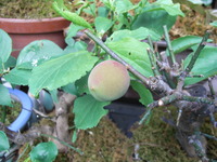 RIMG0249