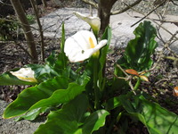 DSCN8766