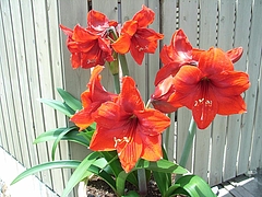 RIMG0836