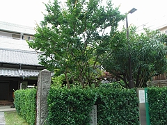 RIMG0038