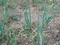 RIMG0241