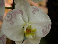 DSCN4801