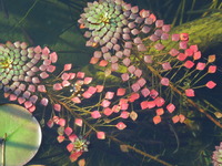 DSCN0092