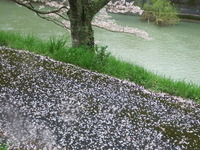 DSCF0984