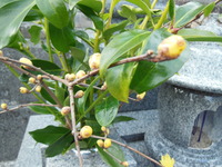 DSCN2106