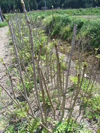 RIMG0074